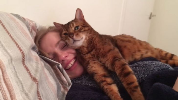 This Bengal Cat Has A Purrfect Way Of Letting His Owner Know He Approves Of His Girlfriend