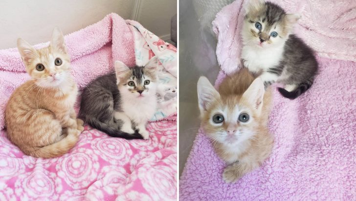 Meet Bean And Chickpea, Kittens Who Found Their Happily Ever After Despite A Rough Start