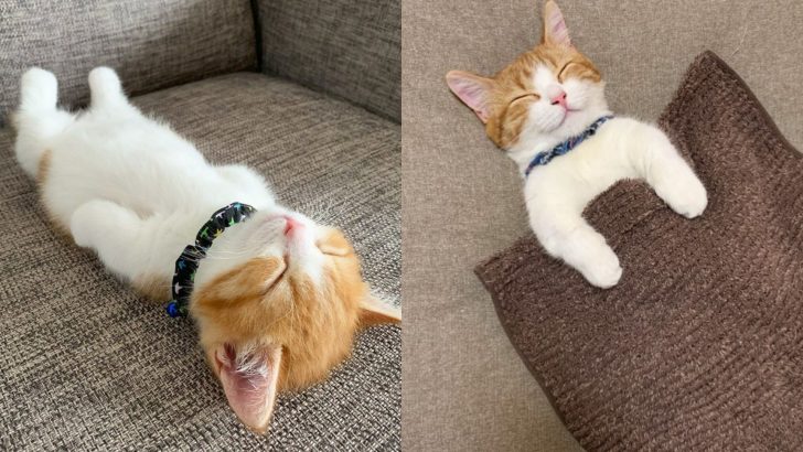 Chata, The Kitten Viral For His Unusual Sleeping Position, Will Make You Go “Aww”