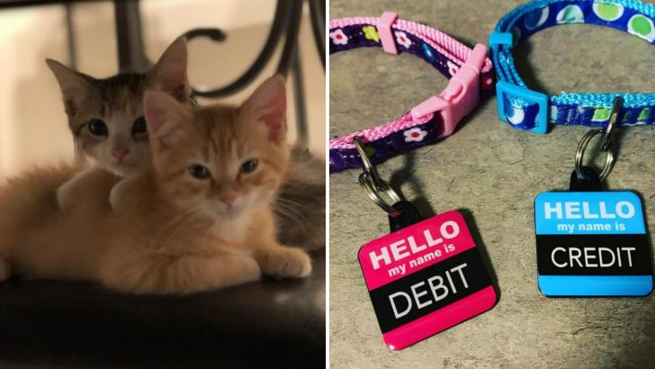 Ohio Company Adopts Two Furry Colleagues And Their Names Are Guaranteed To Make You Laugh