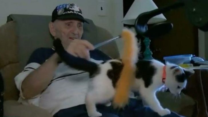 This 84-Year-Old Man Survives The Accident Thanks To His Clever Cat