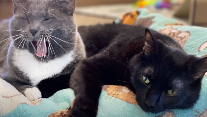 The Amazing Bond Between These Two Paralyzed Cats Will Definitely Melt Your Hert