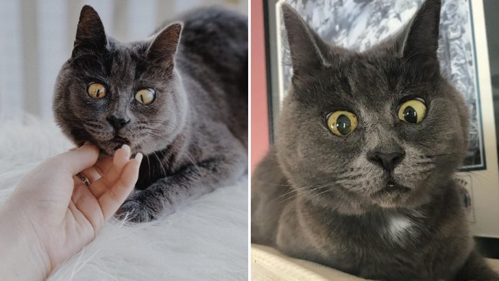 This Adorable Russian Blue With A Permanent Surprised Look On His Face Will Steal Your Heart