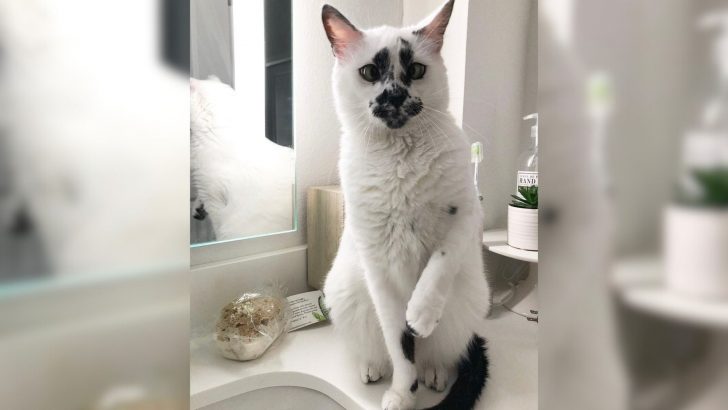 Meet Lily, A Cross-Eyed Cat With A Unique Marking On Her Face 