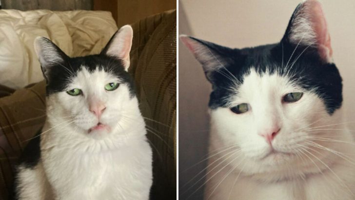 Meet Pancho, The Kitty With Most Adorable Sad Face