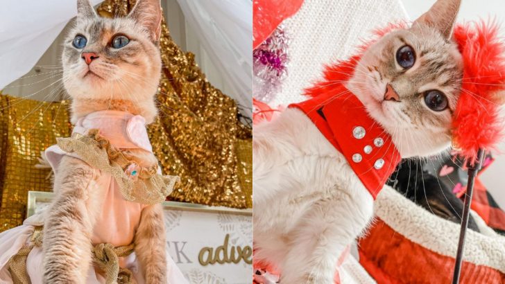 This Fashionista Kitty Doesn’t Let Her Disability Stop Her From Being Fabulous