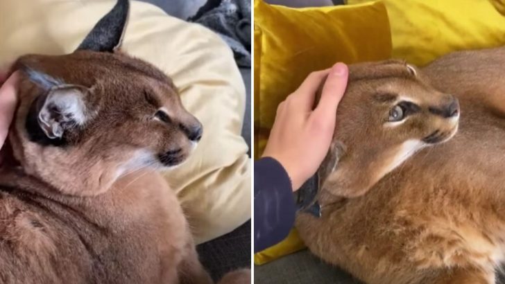 This Domesticated Caracal Is As Cuddly As A Domestic Cat