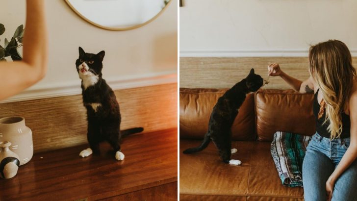 Adorable Kitty With Only Hind Legs Shows How To Embrace Life With Zest And Joy