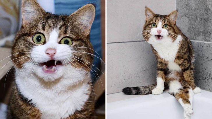 Disabled Cat Abused By Previous Owners Finally Discovers True Love