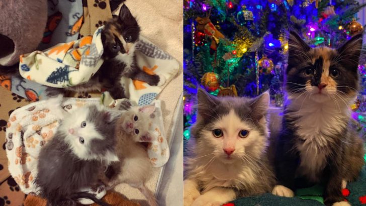 Resilient Kittens From Portland Miraculously Triumph Over Lethal Feline Virus