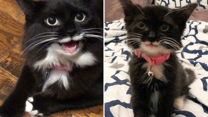 This Cat Can’t Stop Smiling After Being Rescued And Her Smile Is Truly Contagious