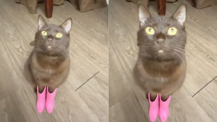 Brown Cat In Fabulous Pink Cowboy Boots Is Rocking Her Look