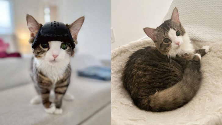 Brave Kitty Survives Her Risky Brain Surgery, Proving Everyone What A True Fighter She Is