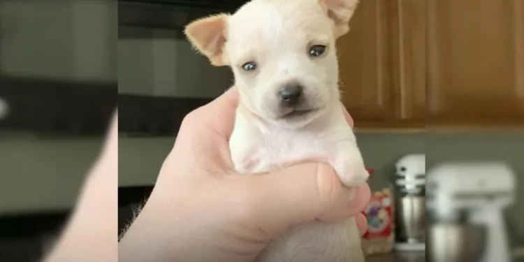 Puppy Born With Just Two Legs Triumphs Over Every Challenge Faced