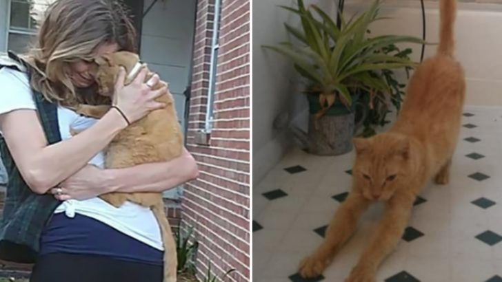 This Cat Was Missing For 536 Days Before He Was Finally Reunited With His Loving Family