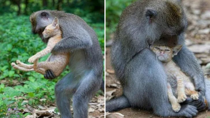 Photographer Captures A Truly Unique Moment Between A Monkey And A Cat That Will Melt Your Heart