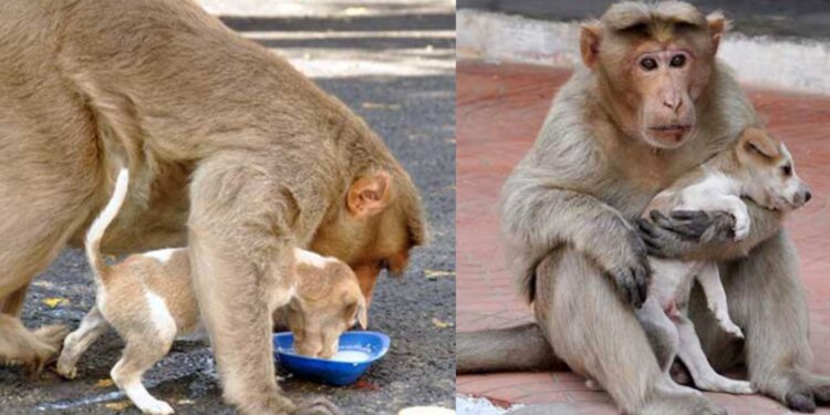 Heartwarming Story: Monkey Adopts Puppy, Defends It From Stray Dogs, And Lets It Eat First