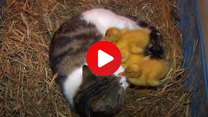 Mother Cat Decides To Take Three Newborn Ducklings Under Her Loving Care