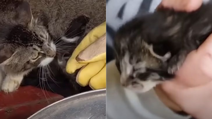 Devoted Mother Cat Adopts An Orphaned Kitten And Loves Him As Her Own