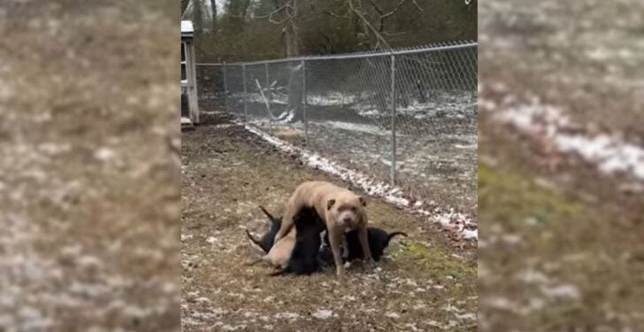 Grateful Mother Dog Finds Unique Way to Show Appreciation to Woman Who Saved Her Puppies