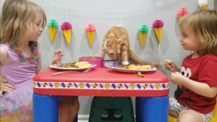 Mother From Oklahoma Borrows An Orange Cat From A Stranger For Her Kids’ Garfield-Themed Dinner Party