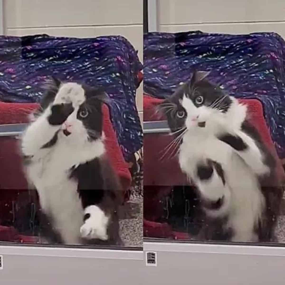 Moxy the cat dancing