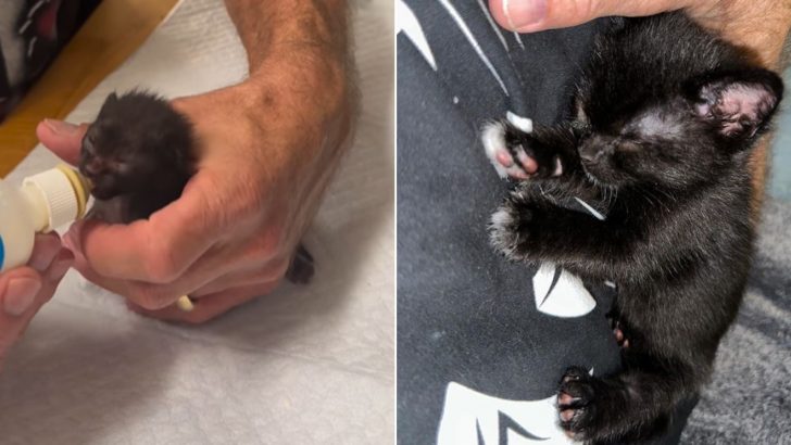 3-Day-Old Kitten Was Given Zero Chances To Survive And Look At Him Now