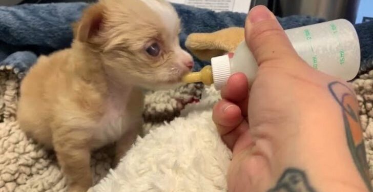 Newborn Puppy Who Was Struggling Without Her Mom Gets Help from An Amazing Person