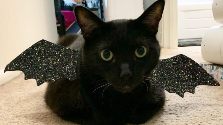 This Cat Managed To Find His Forever Home Despite Black Cat Stigma