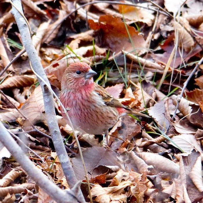 The pink-browed rosefinch is a bird that is almost too beautiful to be true.