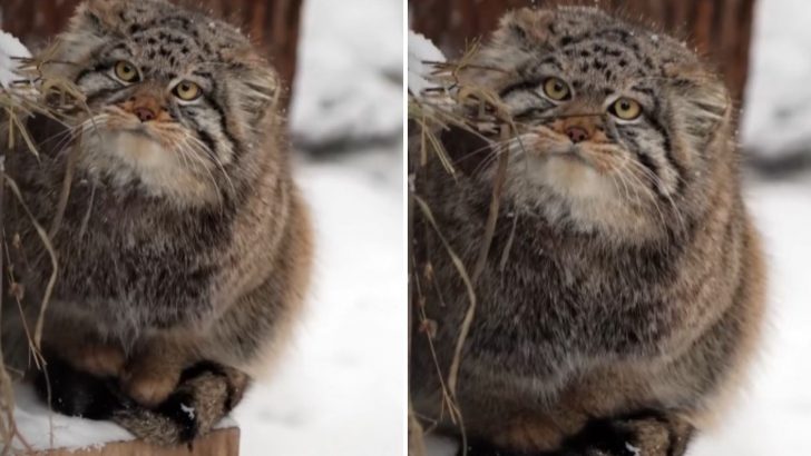 Poor Pallas’s Cats Declared As Near Threatened By IUCN – But Not All Hope Is Lost