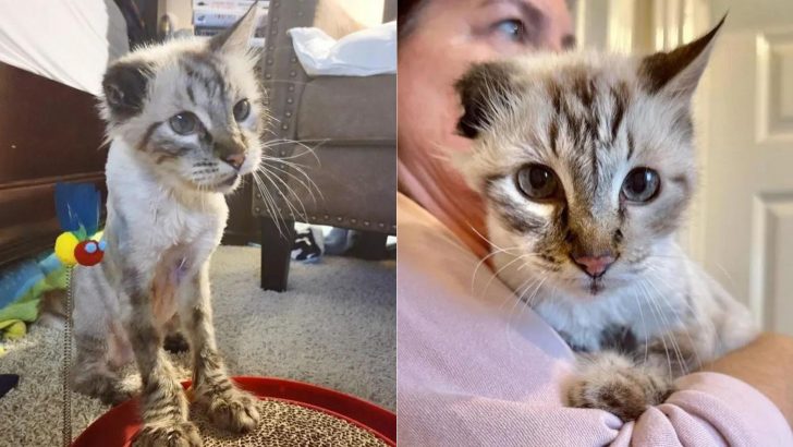 After His Owner Passed Away, This One-Eared Cat’s Life Turned Around