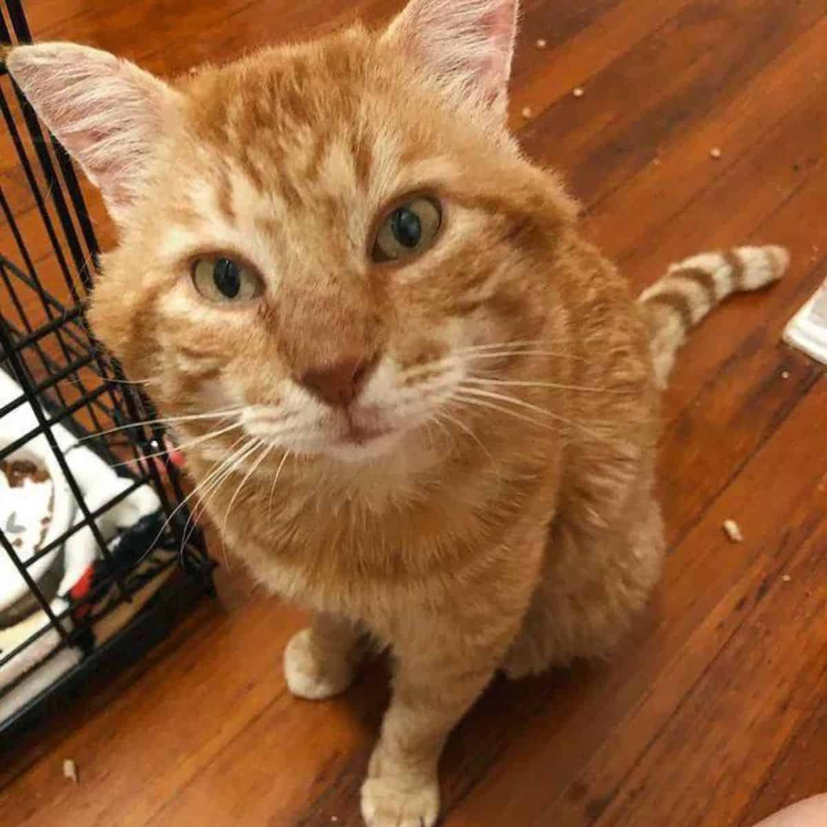 Orange cat in front of camera