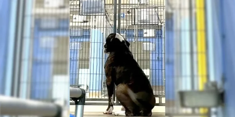 Shelter Dog’s Uncontainable Joy Upon Finding His Forever Family