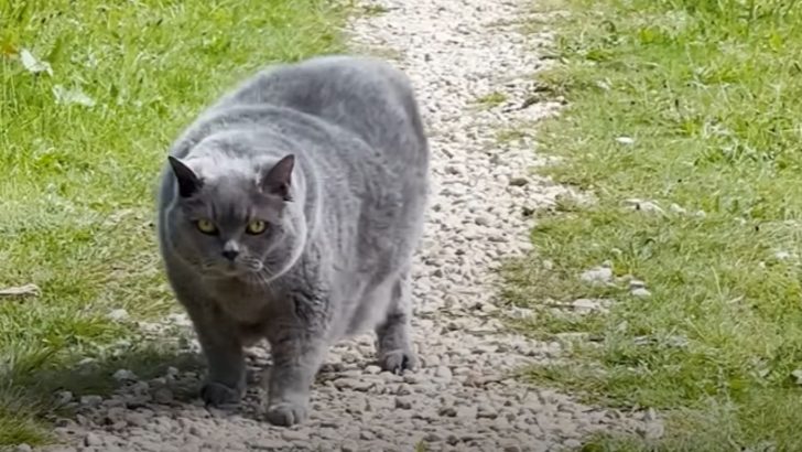 Overweight Senior Cat Takes Daily Walks To Reach Her Step Goals And Shed A Couple Of Pounds