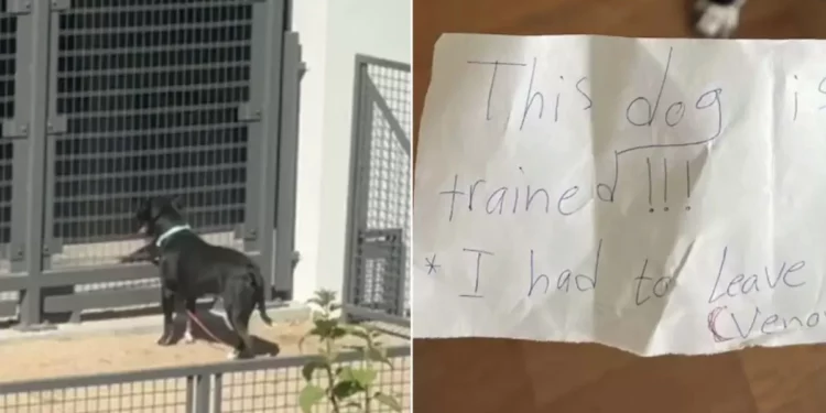 Owner Left His Dog Alone In The Park With A Heartbreaking Note