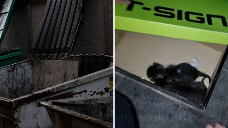 People Hear Faint Kitten Cries Coming From A Nearby Dumpster And Decide To Take Action