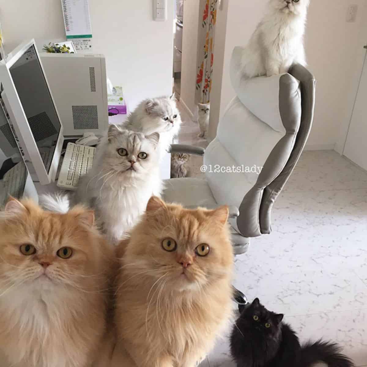 Persian cats on the desk