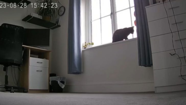 Camera Beautifully Captures The Moment When A Cat Hears Her Humans Arrive Back Home