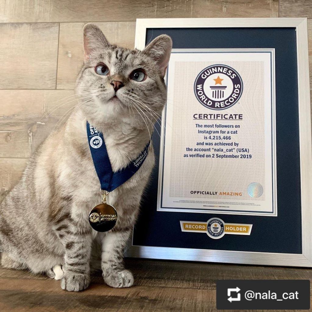 Photo of a record-winning cat with the biggest number of followers