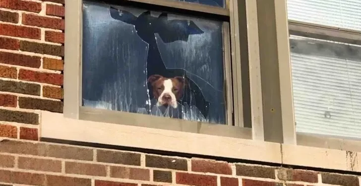 Pit Bull Stuck in Abandoned School For Days Finds Solace in Rescuer’s Arms