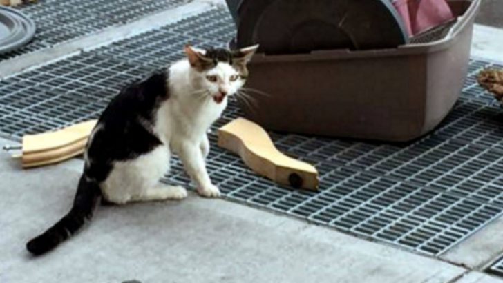 Poor Cat Mercilessly Thrown Out On The Street With All Of His Stuff Scattered Around Him