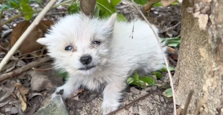 Lonely Puppy’s Cries of Despair End as Kind Souls Come to the Rescue