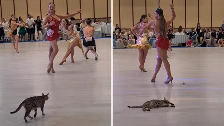 Pregnant Cat Crashes Dance Competition, Becoming The Center Of Everyone’s Attention