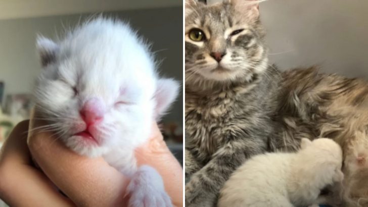 This Young Mom Was Still Just A Kitten When She Gave Birth To Two Kittens