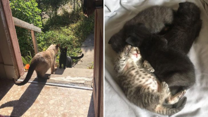 Stray Pregnant Cat Urges This Woman To Let Her In The House Only To Deliver Her A Furry Surprise