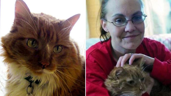 Newly Adopted Cat Becomes An Unexpected Hero Saving His Owner’s Life Within Hours