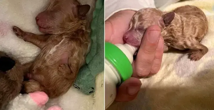 Puppy Rejected By His Mom For Leg Deformity Turns Into Adorable Teddy Bear