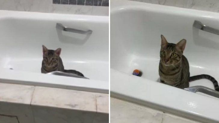 No One Knew Why This Tabby Kitty Kept Sleeping In A Bathtub All Alone