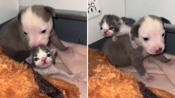 Rejected from Their Litters, Kitten And Puppy Unite In A Heartwarming Friendship That Melts Hearts